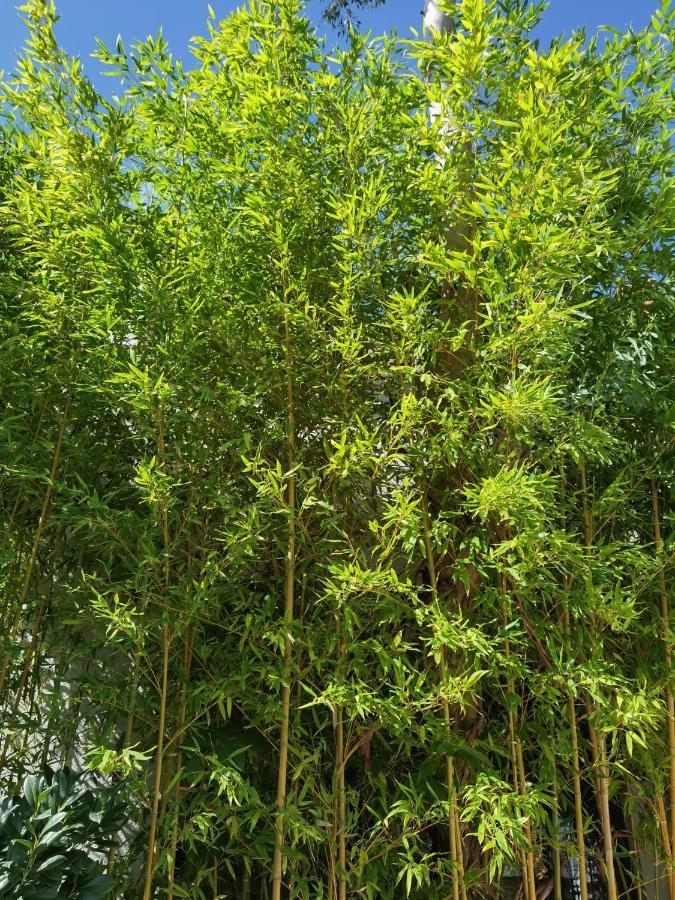 Pine And Lime Apartments พูลา ภายนอก รูปภาพ